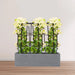 3 Bougainvillea Spectabilis 80 - 100cm in Grp Planter (100 - 30 - 30cm) - Greensouq - 