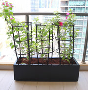 3 Bougainvillea Spectabilis 80 - 100cm in Grp Planter (100 - 30 - 30cm) - Greensouq - 