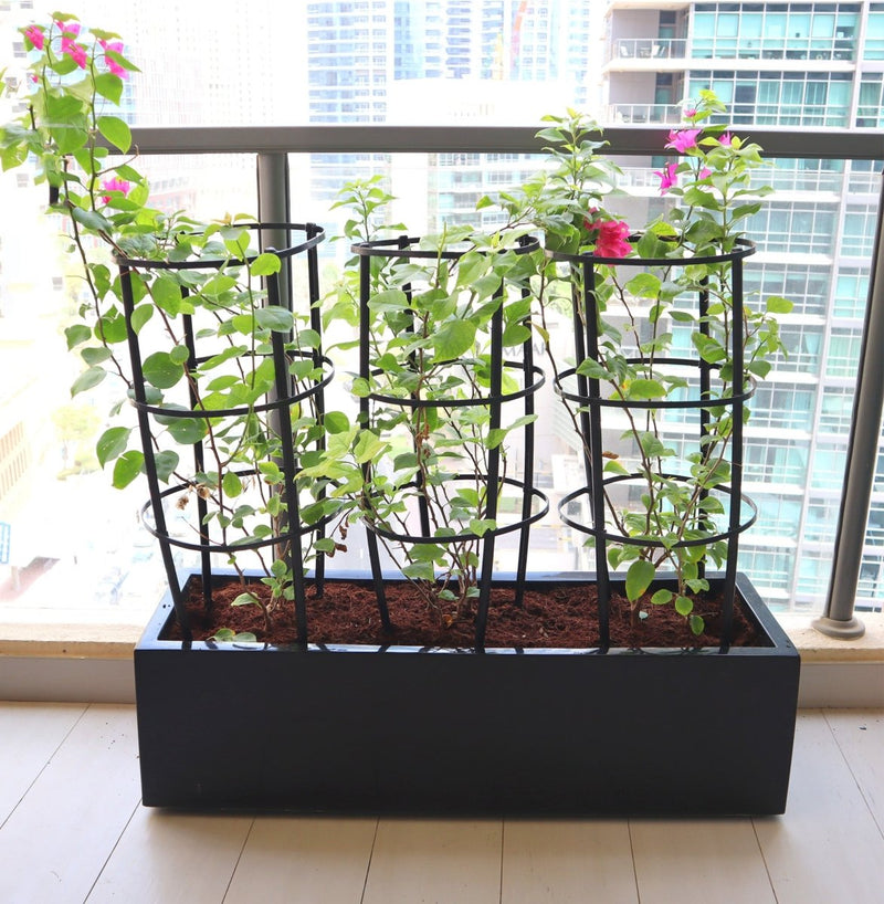 3 Bougainvillea Spectabilis 80 - 100cm in Grp Planter (100 - 30 - 30cm) - Greensouq - 