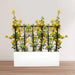 3 Bougainvillea Spectabilis 80 - 100cm in Grp Planter (100 - 30 - 30cm) - Greensouq - 