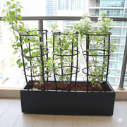 3 Bougainvillea Spectabilis 80 - 100cm in Grp Planter (100 - 30 - 30cm) - Greensouq - 