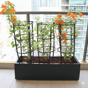 3 Bougainvillea Spectabilis 80 - 100cm in Grp Planter (100 - 30 - 30cm) - Greensouq - 