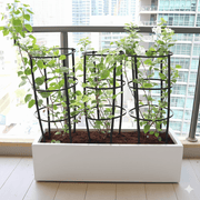 3 Bougainvillea Spectabilis 80 - 100cm in Grp Planter (100 - 30 - 30cm) - Greensouq - 
