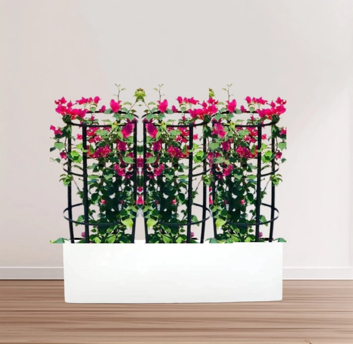 3 Bougainvillea Spectabilis 80 - 100cm in Grp Planter (100 - 30 - 30cm) - Greensouq - 