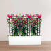 3 Bougainvillea Spectabilis 80 - 100cm in Grp Planter (100 - 30 - 30cm) - Greensouq - 