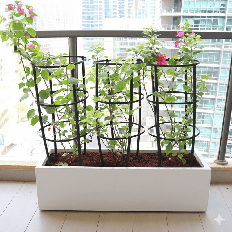 3 Bougainvillea Spectabilis 80 - 100cm in Grp Planter (100 - 30 - 30cm) - Greensouq - 