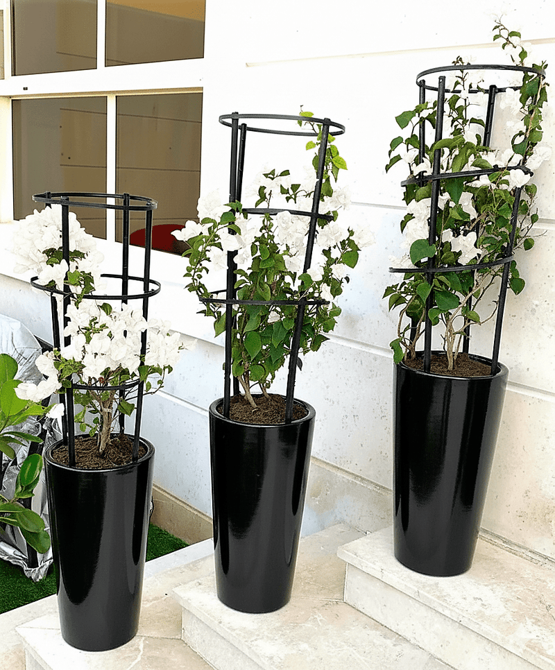 3 Bougainvillea Spectabilis Bundle 80 - 100cm "Dark Pink" in Ceramic Pot - Greensouq - 