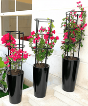 3 Bougainvillea Spectabilis Bundle 80 - 100cm "Dark Pink" in Ceramic Pot - Greensouq - 