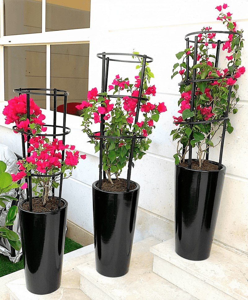 3 Bougainvillea Spectabilis Bundle 80 - 100cm "Dark Pink" in Ceramic Pot - Greensouq - 