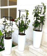 3 Bougainvillea Spectabilis Bundle 80 - 100cm "Dark Pink" in Ceramic Pot - Greensouq - 