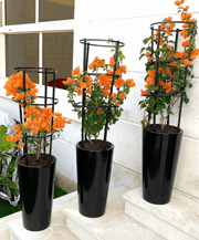 3 Bougainvillea Spectabilis Bundle 80 - 100cm "Dark Pink" in Ceramic Pot - Greensouq - 