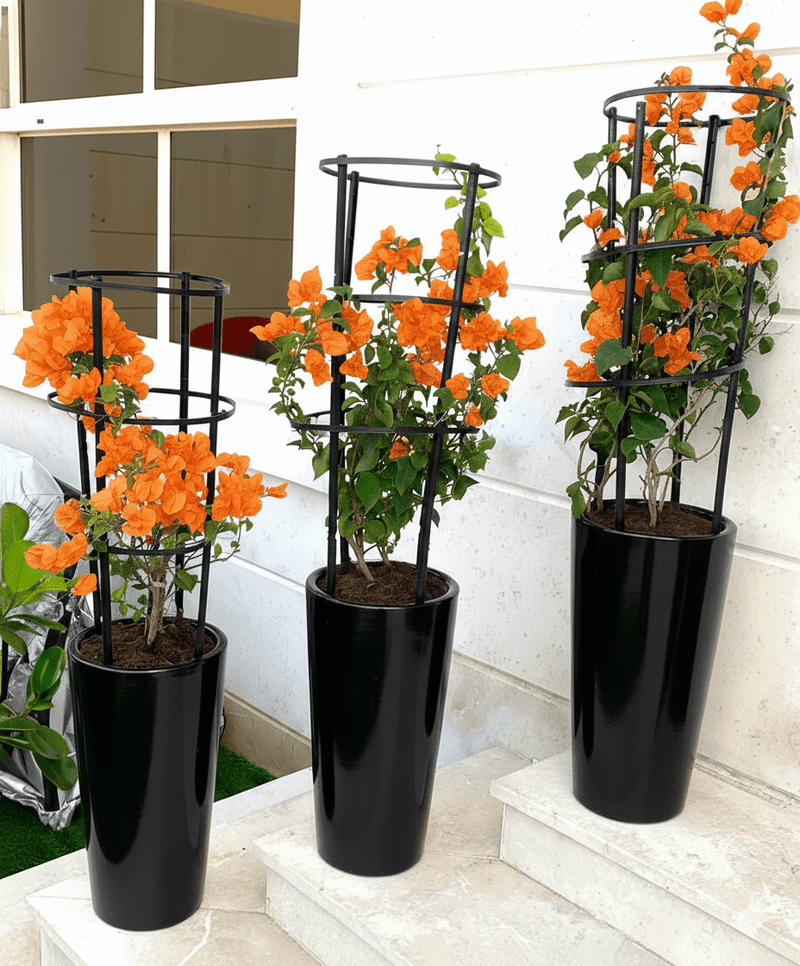 3 Bougainvillea Spectabilis Bundle 80 - 100cm "Dark Pink" in Ceramic Pot - Greensouq - 