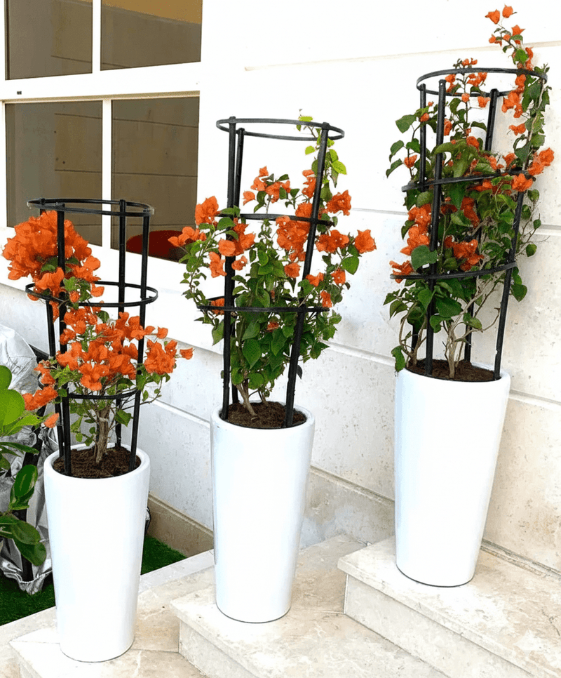 3 Bougainvillea Spectabilis Bundle 80 - 100cm "Dark Pink" in Ceramic Pot - Greensouq - 