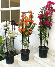 3 Bougainvillea Spectabilis Bundle 80 - 100cm in Ceramic Pot - Greensouq - 