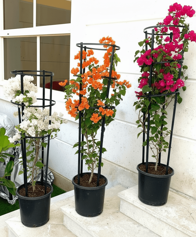 3 Bougainvillea Spectabilis Bundle 80 - 100cm in Ceramic Pot - Greensouq - 