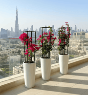 3 Bougainvillea Spectabilis Bundle 80 - 100cm in Ceramic Pot - Greensouq - 