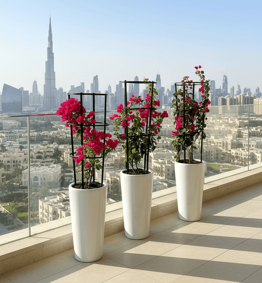 3 Bougainvillea Spectabilis Bundle 80 - 100cm in Ceramic Pot - Greensouq - 