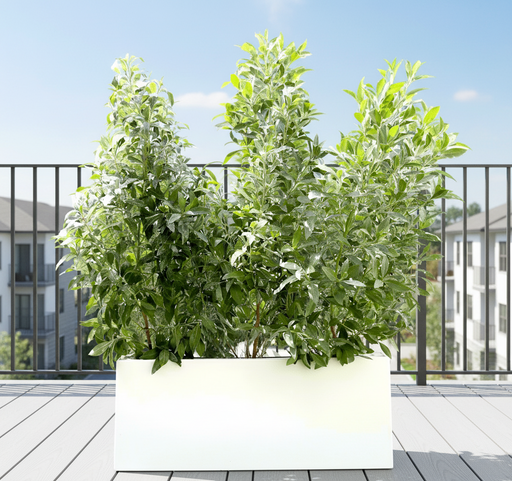 Buttonwood Plant / 3 Conocarpus erectus Sericeus "Silver Damas" 1.0 - 1.2m in Grp Planter (70 - 30 - 30) - Greensouq -