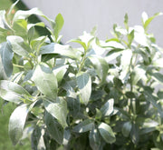 3 Conocarpus erectus Sericeus "Silver Damas" 1.0 - 1.2m in Grp Planter (70 - 30 - 30) - Greensouq - 