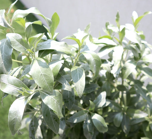 3 Conocarpus erectus Sericeus "Silver Damas" 1.0 - 1.2m in Grp Planter (70 - 30 - 30) - Greensouq - 