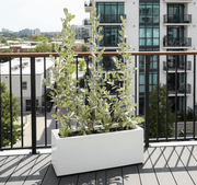 3 Conocarpus erectus Silver buttonwood 1.0 - 1.2m in GRP white 70x30x30cm Pot - Greensouq - 