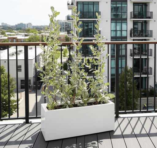 3 Conocarpus erectus Silver buttonwood 1.0 - 1.2m in GRP white 70x30x30cm Pot - Greensouq - 