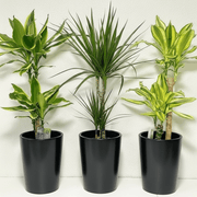 3 Dracena Plants Set / Dracena Trio Bundle 80 - 100cm in Ceramic Pot - Greensouq - 