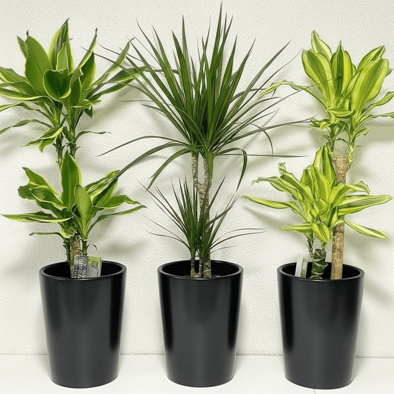 3 Dracena Plants Set / Dracena Trio Bundle 80 - 100cm in Ceramic Pot - Greensouq - 