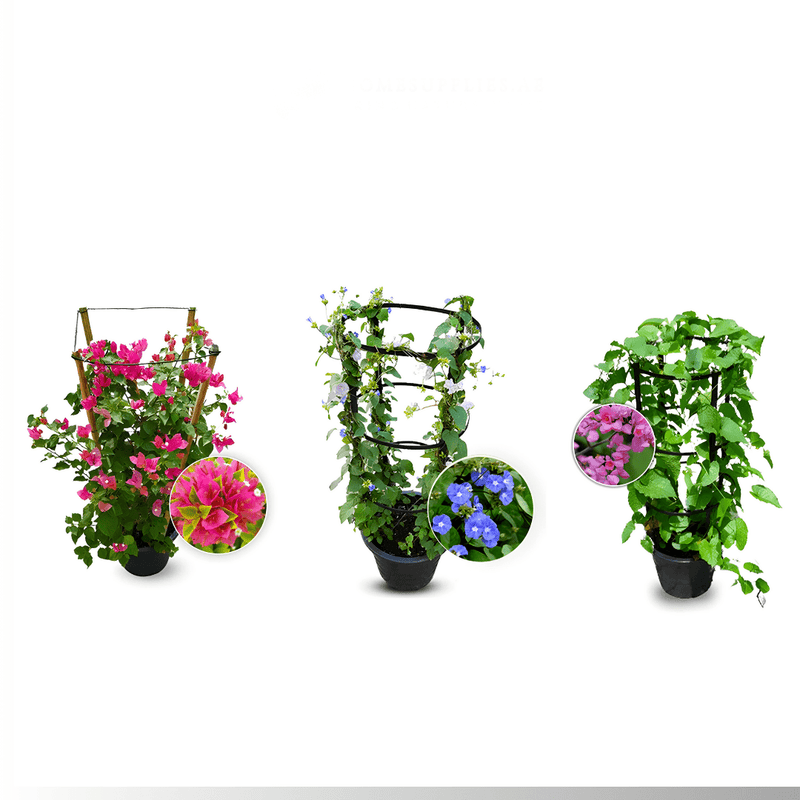 3 Summer Climbers - Greensouq - 