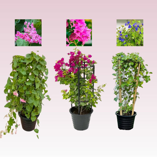 3 Summer Climbers - Greensouq - 