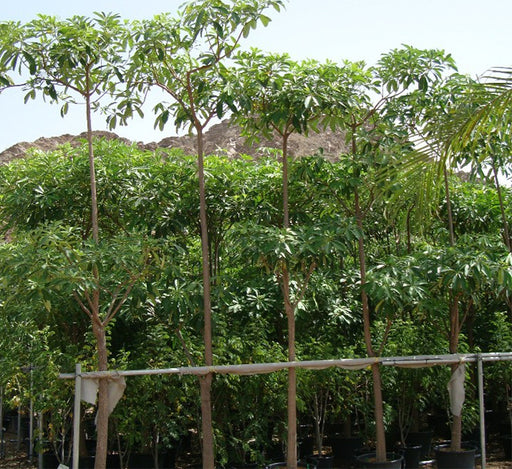 Alstonia scholaris, Indian Pulai, White Cheesewood