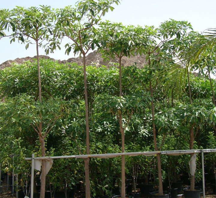 Alstonia scholaris, Indian Pulai, White Cheesewood