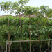 Alstonia scholaris, Indian Pulai, White Cheesewood