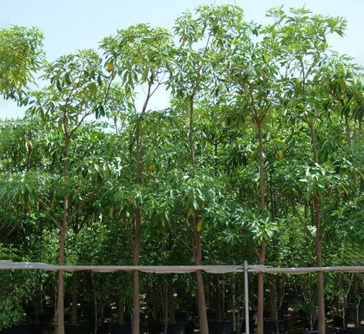 Alstonia scholaris, Indian Pulai, White Cheesewood