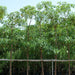 Alstonia scholaris, Indian Pulai, White Cheesewood