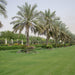 palm tree Phoenix dactylifera “Date Palm” النخلة