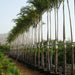 Carpentaria acuminata “Carpentaria Palm”