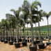 Wodyetia bifurcata “Foxtail Palm” ثعلب النخيل