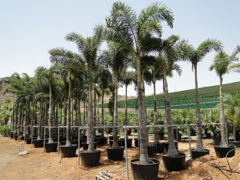 Wodyetia Bifurcata "Foxtail Palm" ثعلب النخيل