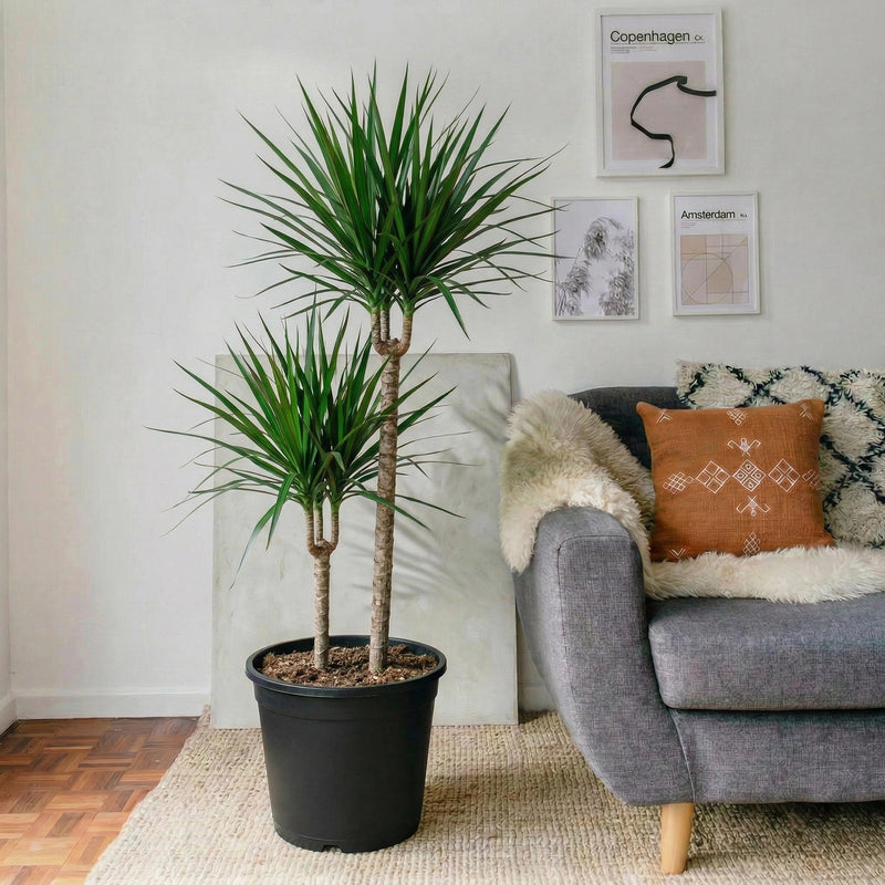 Dracaena Marginata | Dubai's Best Houseplant!