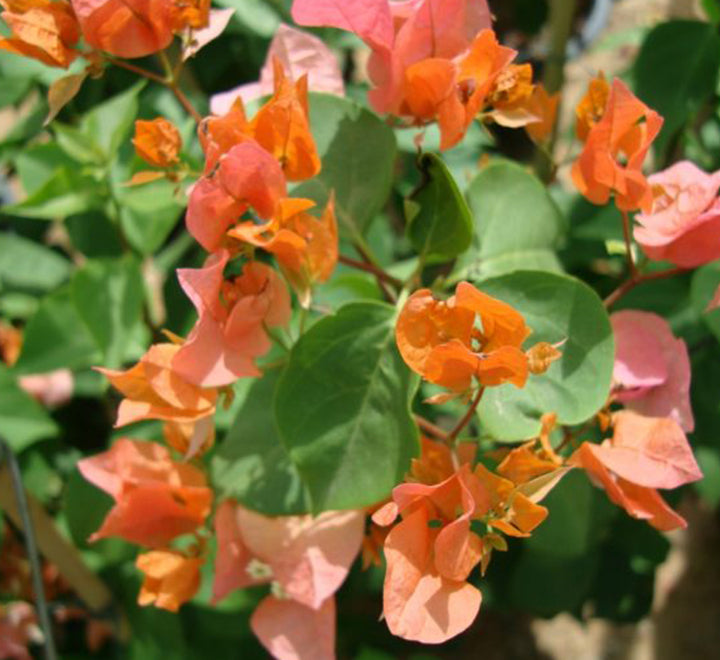Bougainvillea Spectabilis “30 to 160cm” Orange