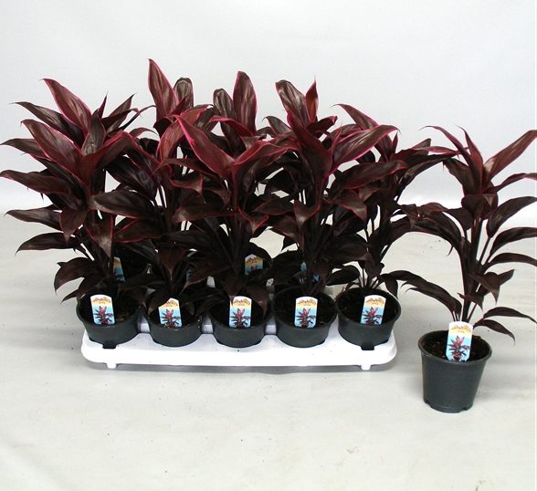 Cordyline Fruticosa Mambo Greensouq