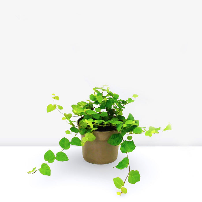 Ficus Pumila or Climbing Fig
