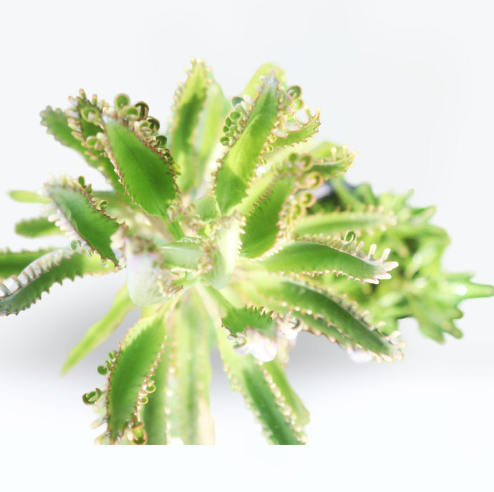 Kalanchoe Houghtonii | Mother of Thousands" or "Devil's Backbone,"