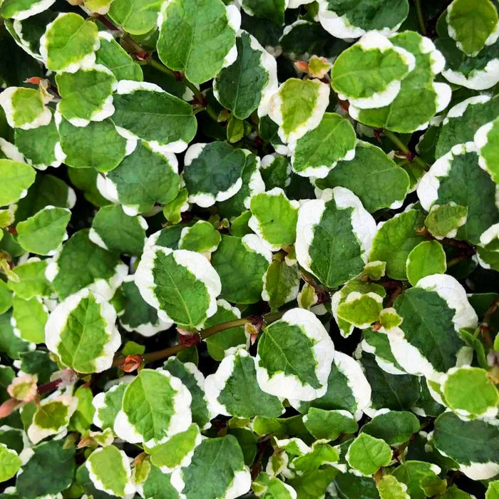 Ficus Pumila- Creeping fig "Varigated"