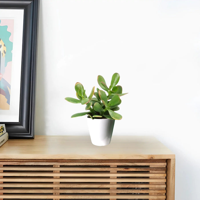 Dollar Plant "Crassula ovata Mini " Or Jade Plant" 5-10cm