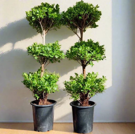 3_head_ficus_greensouq