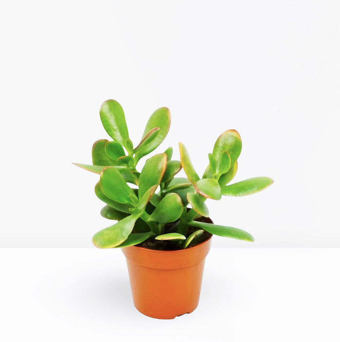 Dollar Plant "Crassula ovata Mini " Or Jade Plant" 5-10cm