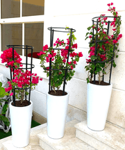 3 Bougainvillea Spectabilis Bundle 80 - 100cm "Dark Pink" in Ceramic Pot - Greensouq -