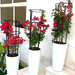 3Pcs Bougainvillea Spectabilis Bundle 80 - 100cm "Dark Pink" in Ceramic Pot - Greensouq - 